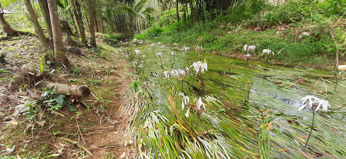 "ดอกพลับพลึงธาร" ราชินีแห่งสายน้ำบานสะพรั่งปลายฝนต้นหนาว