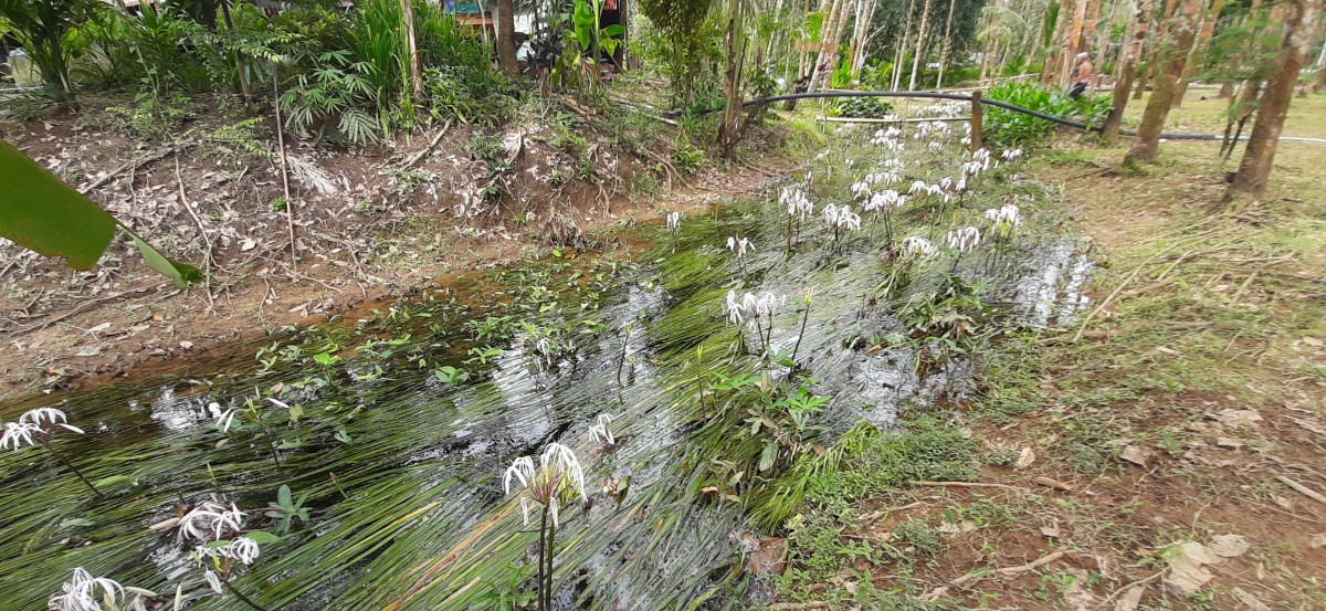 "ดอกพลับพลึงธาร" ราชินีแห่งสายน้ำบานสะพรั่งปลายฝนต้นหนาว