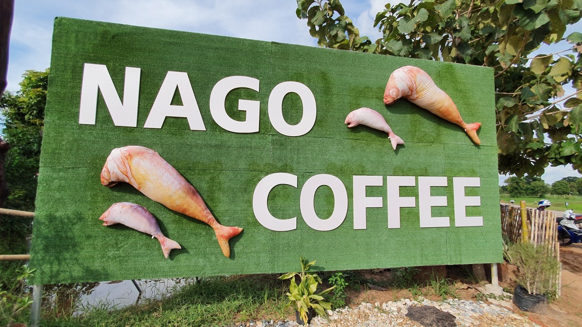 "นาโกคอฟฟี่" ร้านกาแฟกลางทุ่งนาข้าว สัมผัสธรรมชาติวิวหลักล้าน