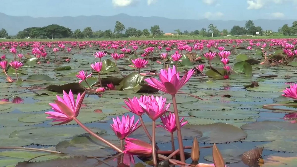 ชมความสวยงามทุ่งบัวแดงกว่า 100 ไร่ กว๊านพะเยา มีคลิป