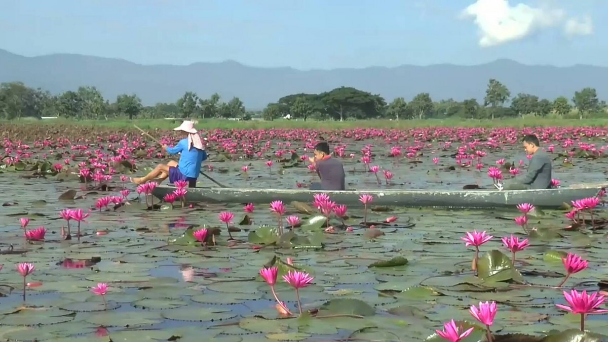 ชมความสวยงามทุ่งบัวแดงกว่า 100 ไร่ กว๊านพะเยา มีคลิป