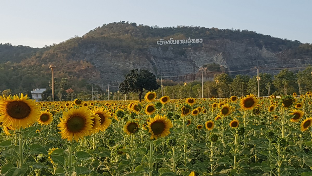 ชมความงามทุ่งทานตะวันบานสะพรั่งเมืองโบราณอู่ทอง