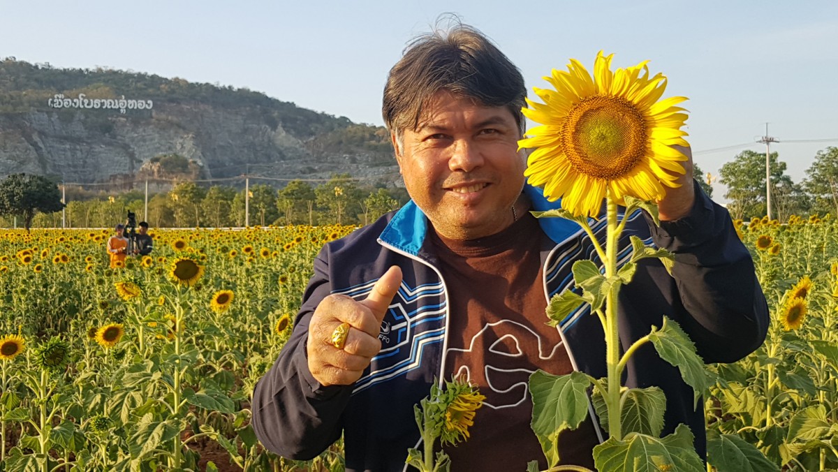 ชมความงามทุ่งทานตะวันบานสะพรั่งเมืองโบราณอู่ทอง