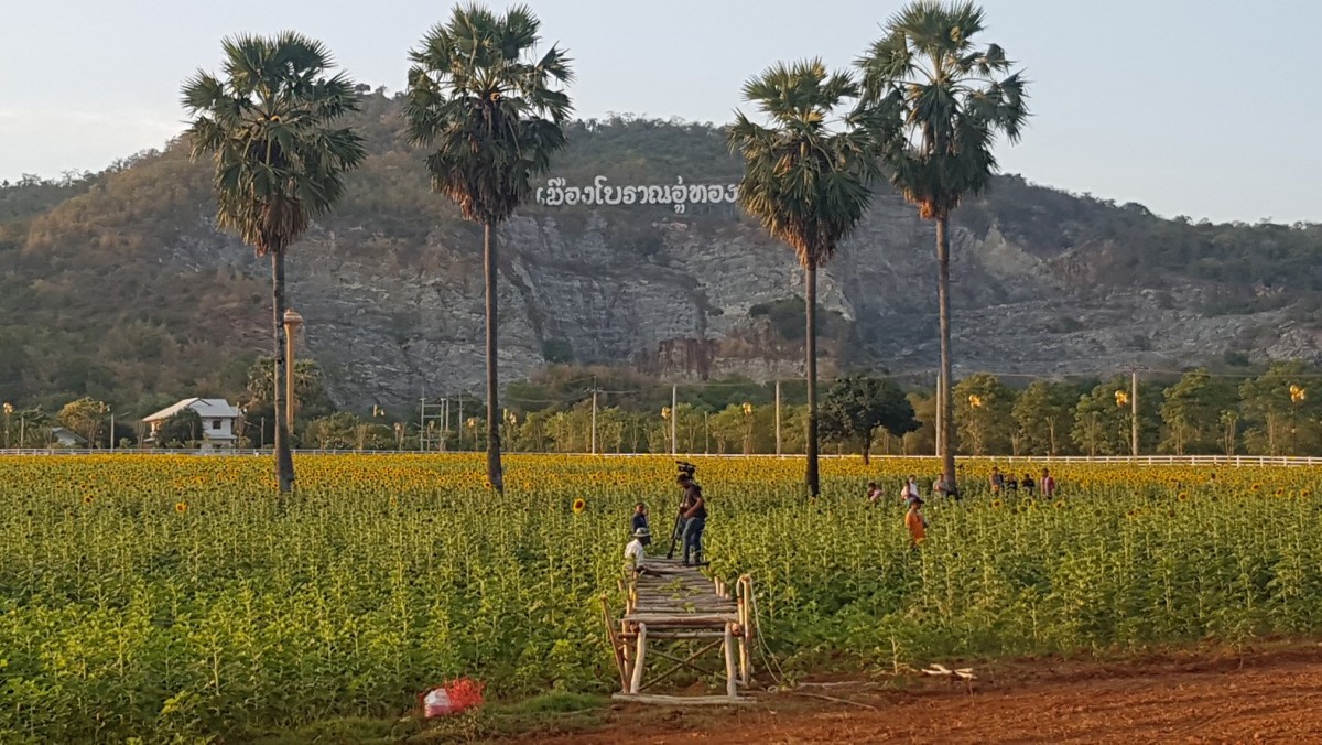 ชมความงามทุ่งทานตะวันบานสะพรั่งเมืองโบราณอู่ทอง