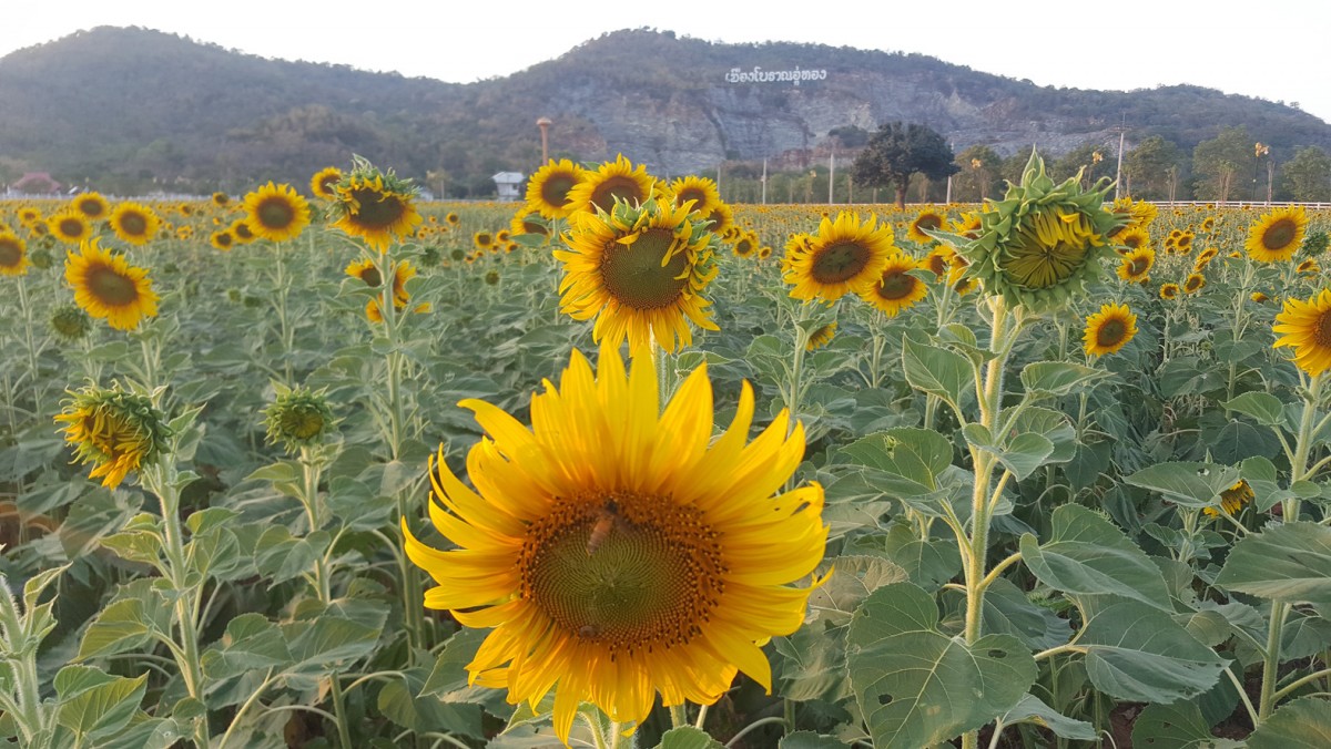 ชมความงามทุ่งทานตะวันบานสะพรั่งเมืองโบราณอู่ทอง