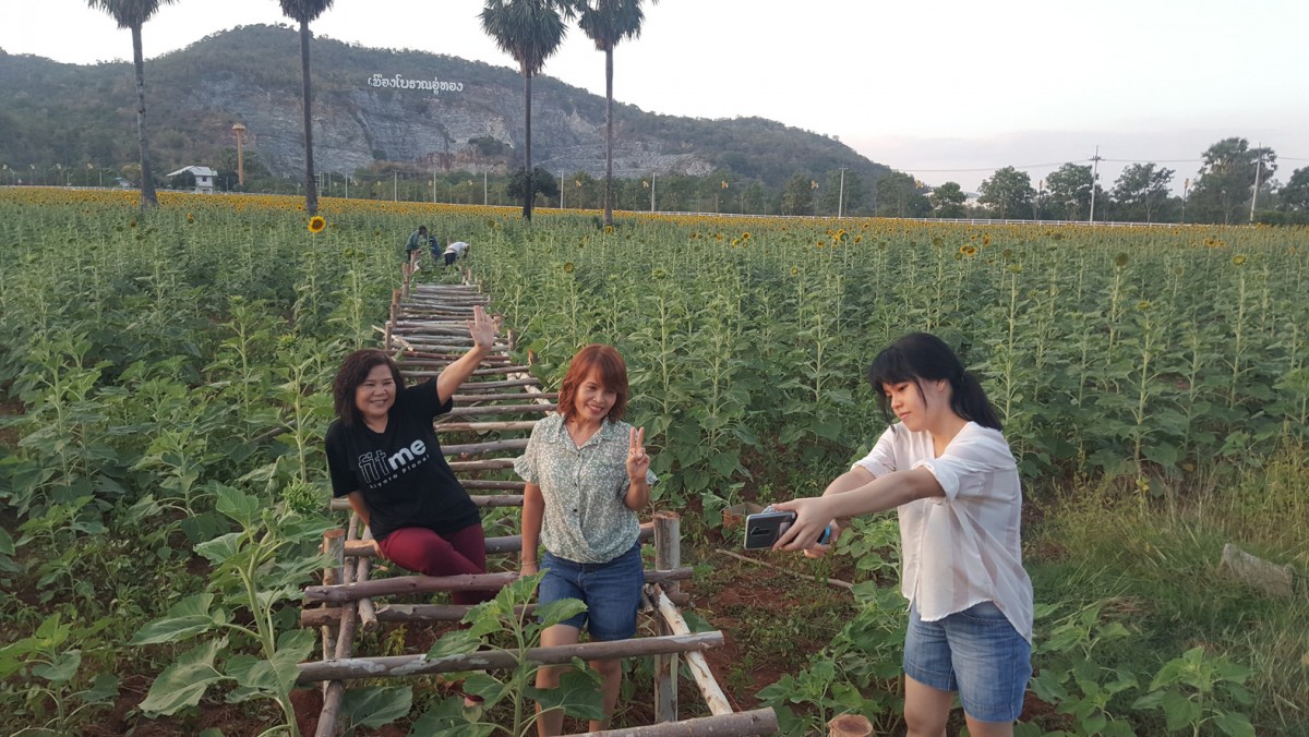 ชมความงามทุ่งทานตะวันบานสะพรั่งเมืองโบราณอู่ทอง