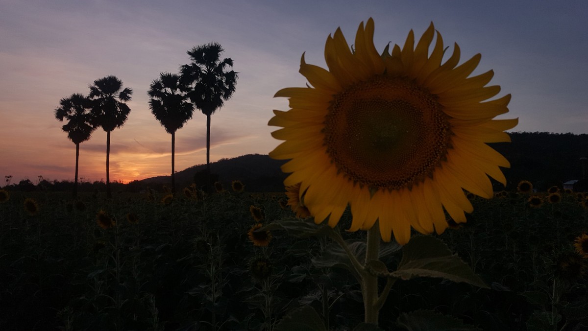 ชมความงามทุ่งทานตะวันบานสะพรั่งเมืองโบราณอู่ทอง