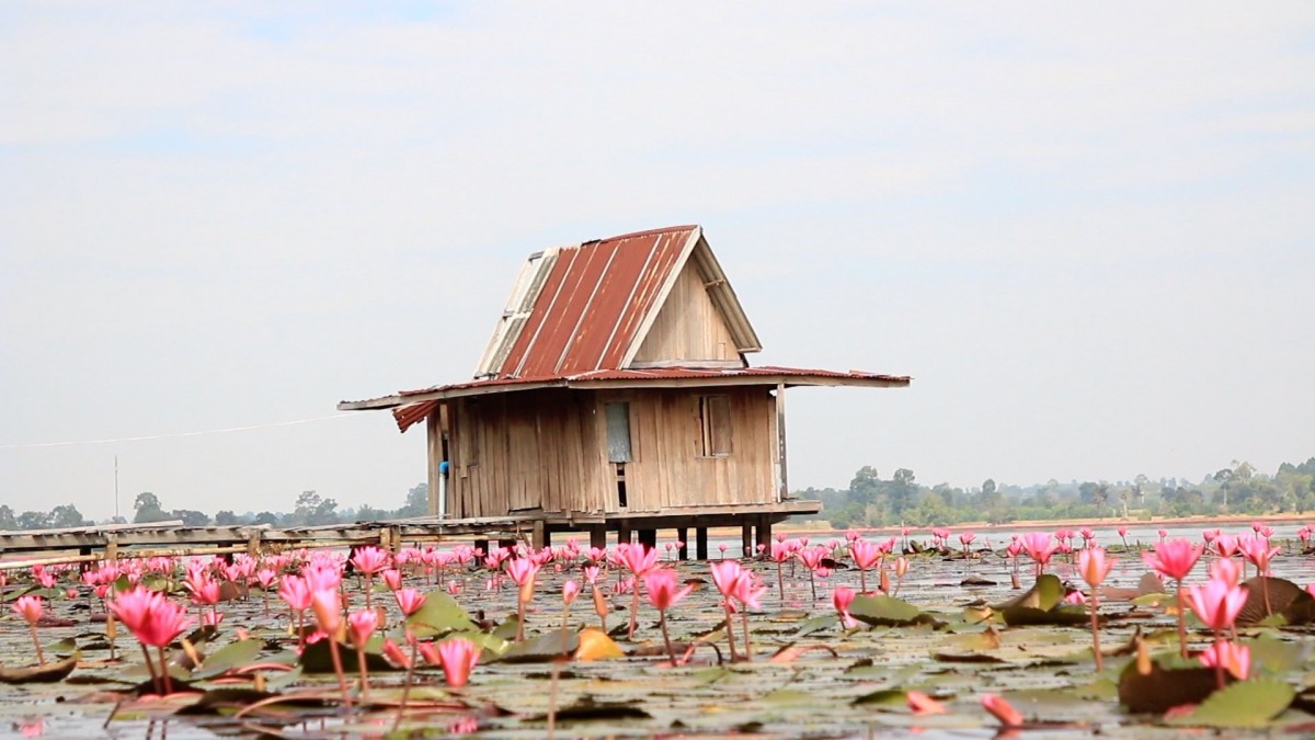 ล่องเรือชม "ดอกบัวแดง" บานสะพรั่งรับลมหนาว ณ อ่างเก็บน้ำหนองหญ้าม้า