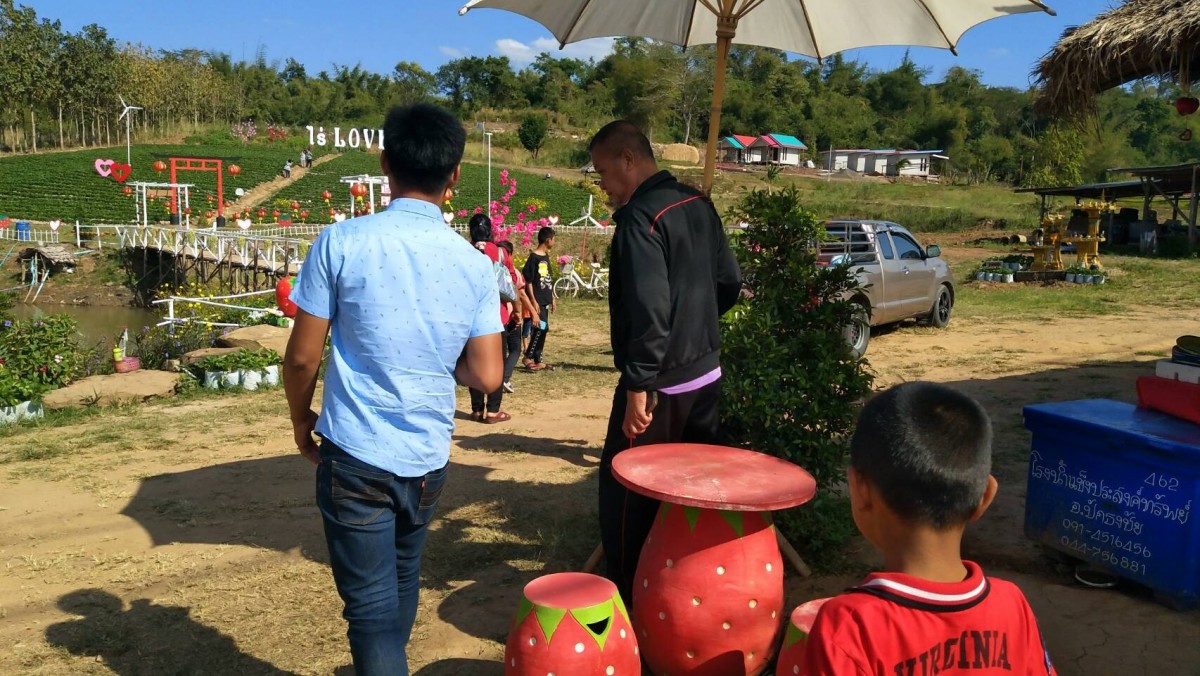 ชมสวนสตรอว์เบอร์รี สัมผัสอากาศหนาวที่วังน้ำเขียว