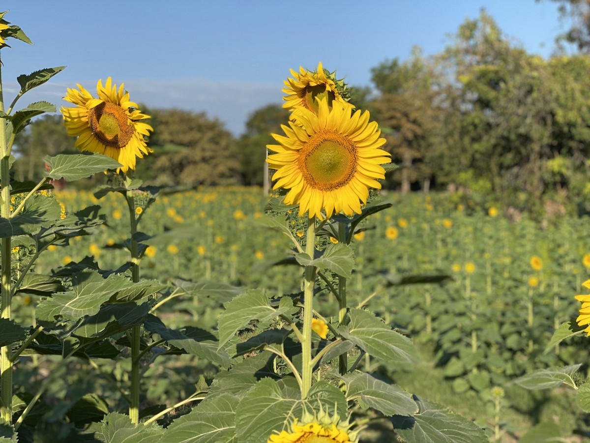 ทุ่งทานตะวันสีทองหนองทึง บานแล้วพร้อมรับนักท่องเที่ยว