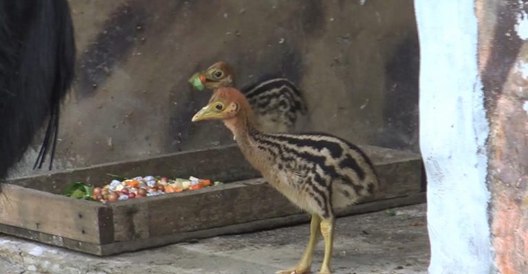 "ข้าวตูกับข้าวตัง" นกคาสโซวารีสัตว์ป่าหายาก ที่สวนสัตว์สงขลา