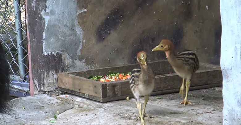 "ข้าวตูกับข้าวตัง" นกคาสโซวารีสัตว์ป่าหายาก ที่สวนสัตว์สงขลา