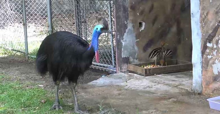 "ข้าวตูกับข้าวตัง" นกคาสโซวารีสัตว์ป่าหายาก ที่สวนสัตว์สงขลา