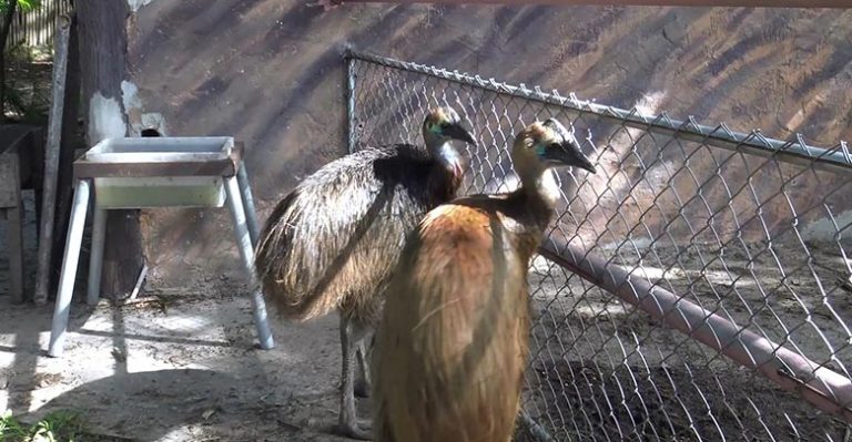 "ข้าวตูกับข้าวตัง" นกคาสโซวารีสัตว์ป่าหายาก ที่สวนสัตว์สงขลา