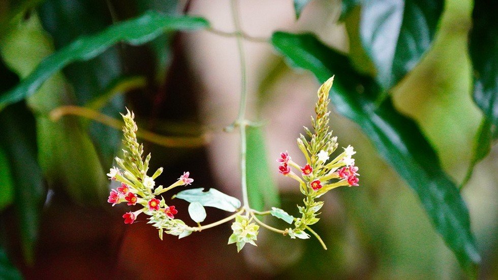 บ้านขามสายน้ำมีชีวิต ส่องนกกินปลีคอแดง ดอกไม้ป่าสีสันสวยงาม