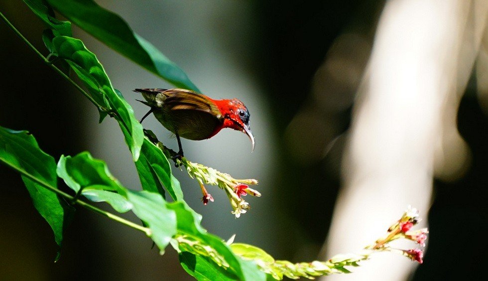 บ้านขามสายน้ำมีชีวิต ส่องนกกินปลีคอแดง ดอกไม้ป่าสีสันสวยงาม