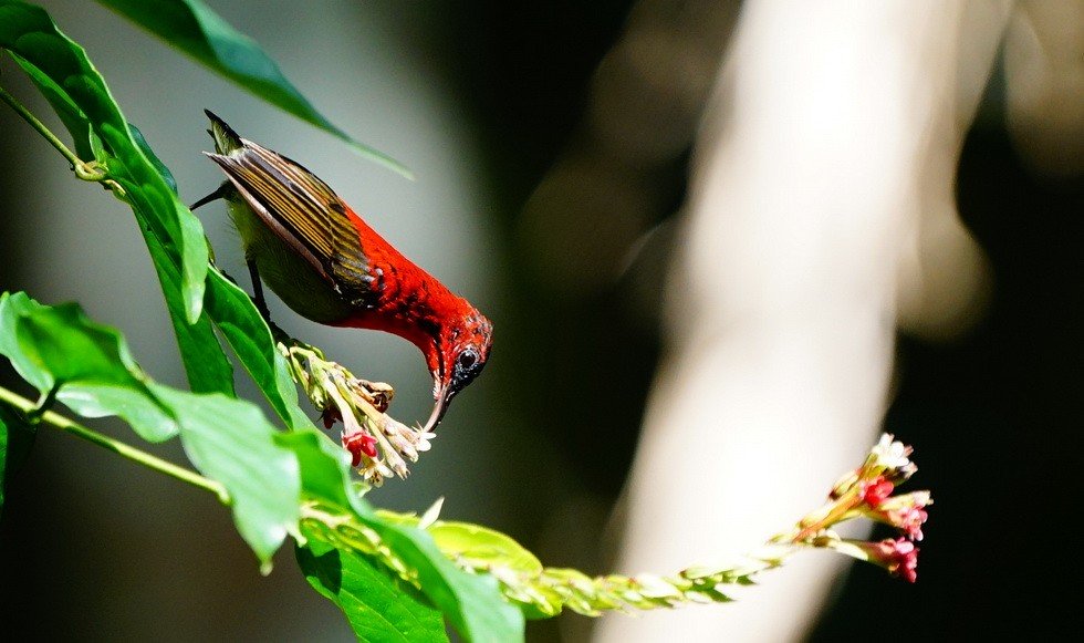 บ้านขามสายน้ำมีชีวิต ส่องนกกินปลีคอแดง ดอกไม้ป่าสีสันสวยงาม