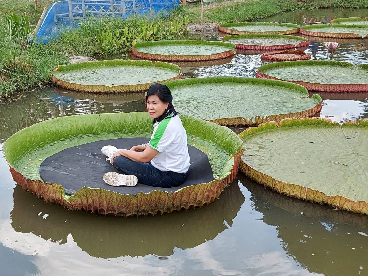 นั่งได้จริง ใบบัวยักษ์ แหล่งท่องเที่ยวแห่งใหม่ค่ายทหาร