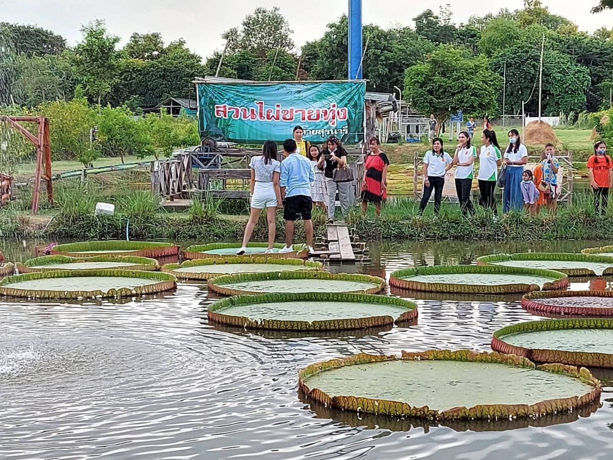 นั่งได้จริง ใบบัวยักษ์ แหล่งท่องเที่ยวแห่งใหม่ค่ายทหาร