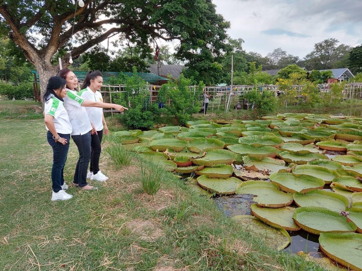 นั่งได้จริง ใบบัวยักษ์ แหล่งท่องเที่ยวแห่งใหม่ค่ายทหาร
