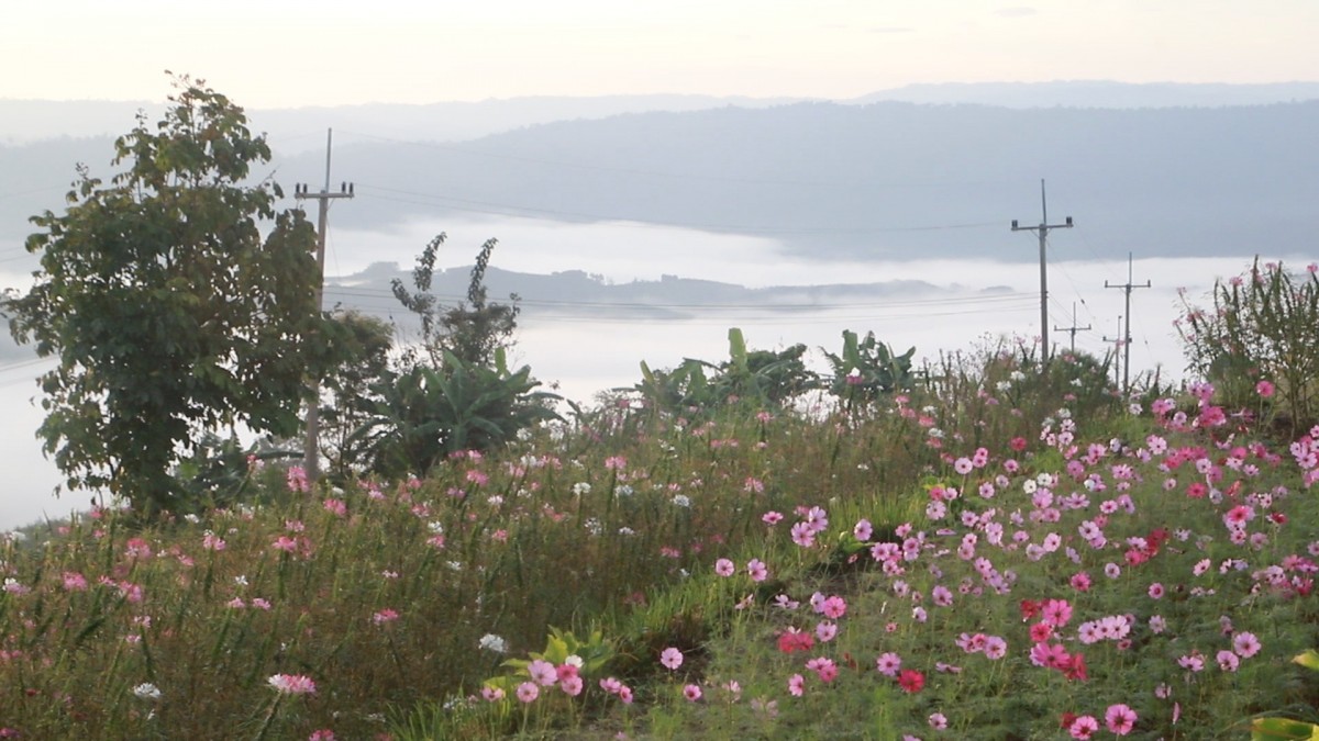 ชมทะเลหมอกท่ามกลางดอกไม้ บนเนินภูทับสี่ บ้านน้ำจวง