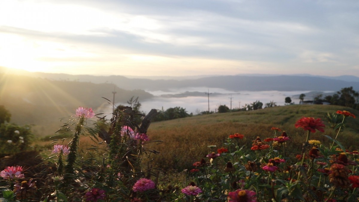 ชมทะเลหมอกท่ามกลางดอกไม้ บนเนินภูทับสี่ บ้านน้ำจวง