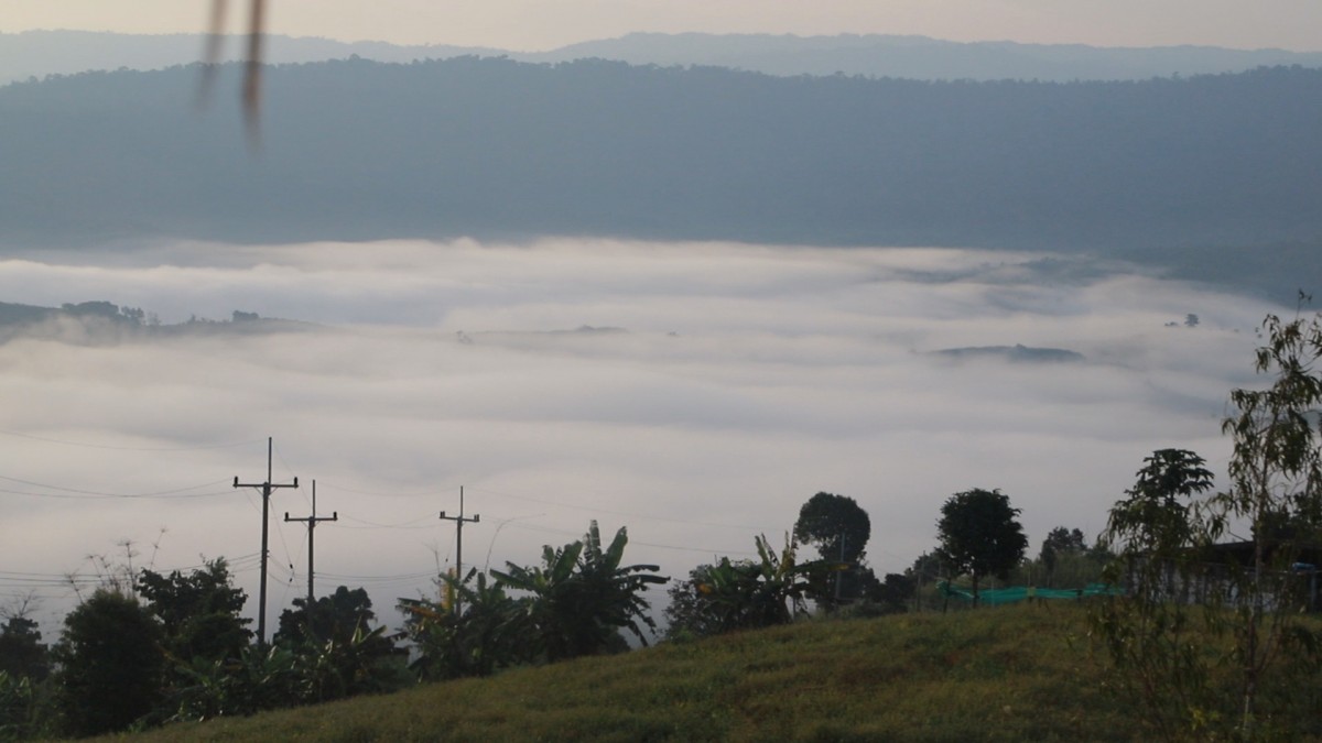 ชมทะเลหมอกท่ามกลางดอกไม้ บนเนินภูทับสี่ บ้านน้ำจวง