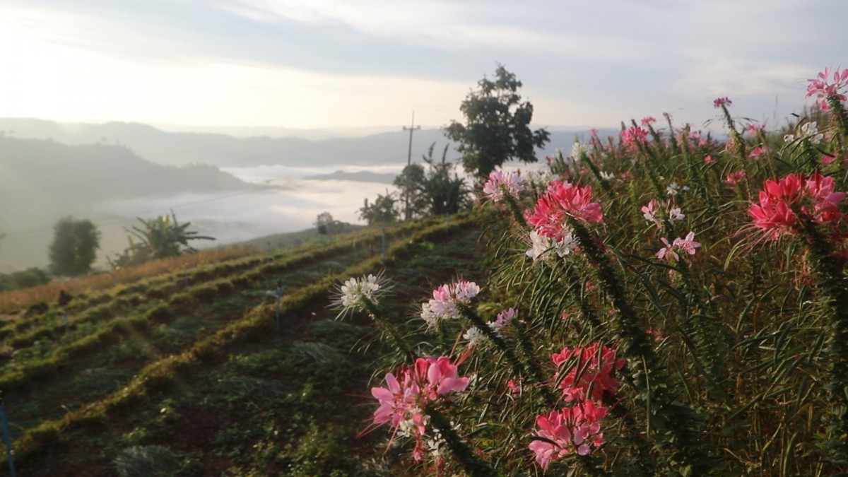 ชมทะเลหมอกท่ามกลางดอกไม้ บนเนินภูทับสี่ บ้านน้ำจวง