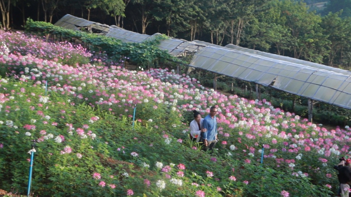 ชมทะเลหมอกท่ามกลางดอกไม้ บนเนินภูทับสี่ บ้านน้ำจวง