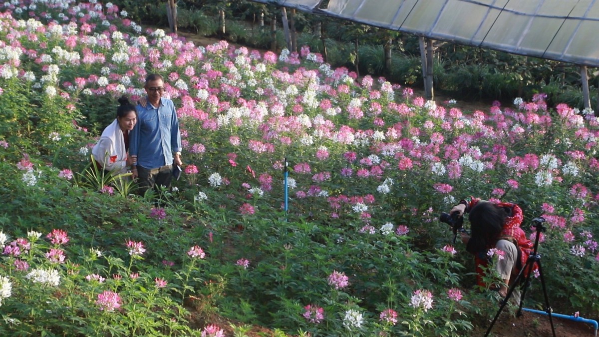 ชมทะเลหมอกท่ามกลางดอกไม้ บนเนินภูทับสี่ บ้านน้ำจวง