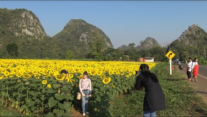 เหลืองอร่าม ชมความงามทุ่งทานตะวันชายเขาบ้านน้ำพุ