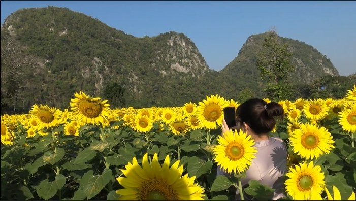 เหลืองอร่าม ชมความงามทุ่งทานตะวันชายเขาบ้านน้ำพุ