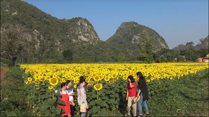 เหลืองอร่าม ชมความงามทุ่งทานตะวันชายเขาบ้านน้ำพุ