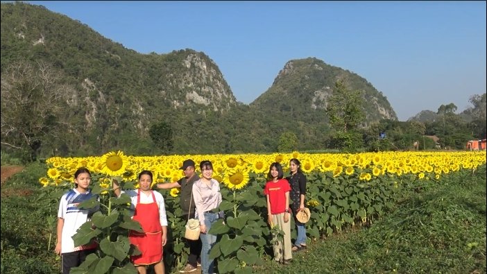 เหลืองอร่าม ชมความงามทุ่งทานตะวันชายเขาบ้านน้ำพุ