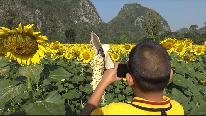 เหลืองอร่าม ชมความงามทุ่งทานตะวันชายเขาบ้านน้ำพุ