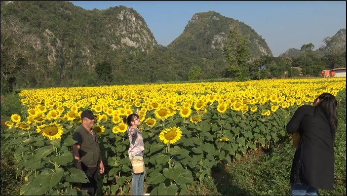 เหลืองอร่าม ชมความงามทุ่งทานตะวันชายเขาบ้านน้ำพุ