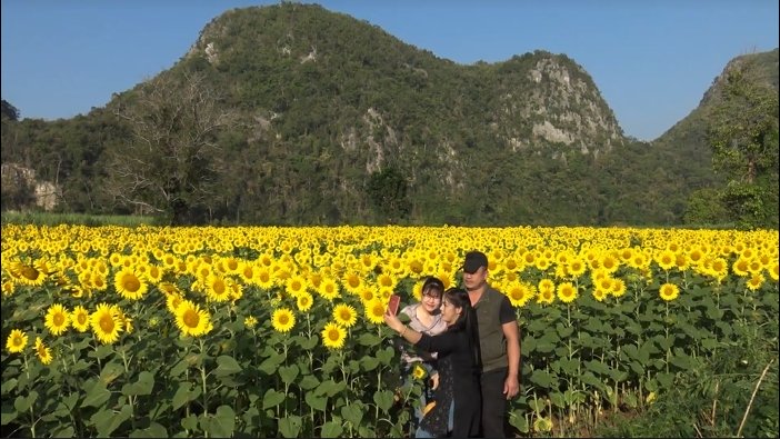 เหลืองอร่าม ชมความงามทุ่งทานตะวันชายเขาบ้านน้ำพุ