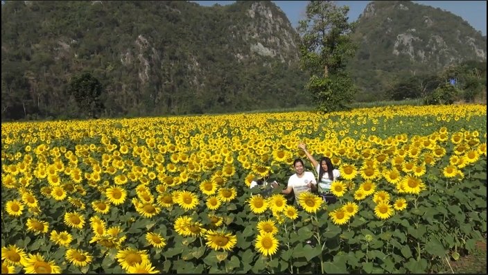 เหลืองอร่าม ชมความงามทุ่งทานตะวันชายเขาบ้านน้ำพุ