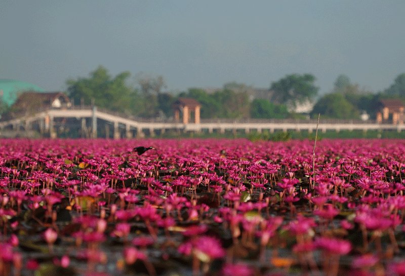 ล่องเรือชมดอกบัวแดงบานสะพรั่ง คุ้งน้ำทะเลน้อย