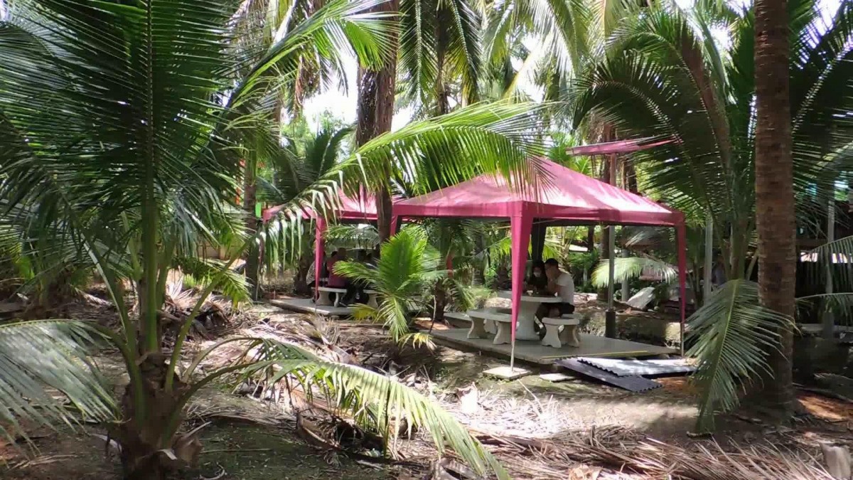 พาไปชิม กาแฟน้ำมะพร้าวอ่อน บรรยากาศท่ามกลางสวนมะพร้าว