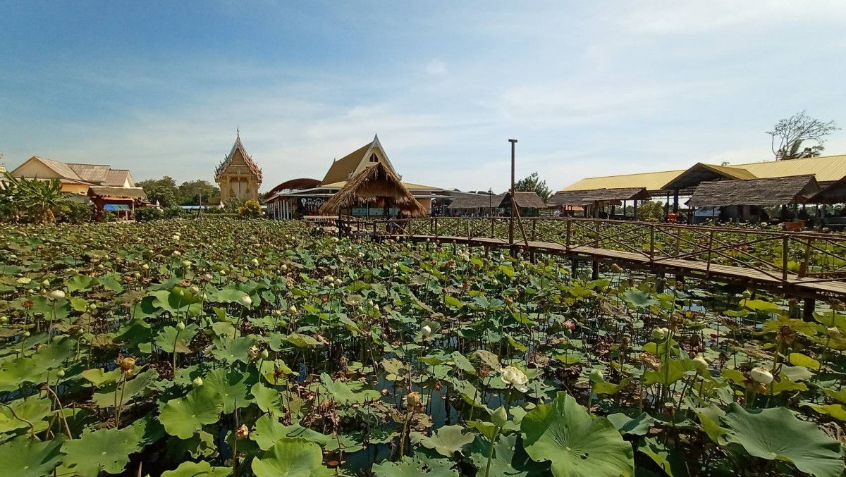 เที่ยวสะพานไม้ ชมทุ่งดอกบัวหลวงบาน รับลมหนาว