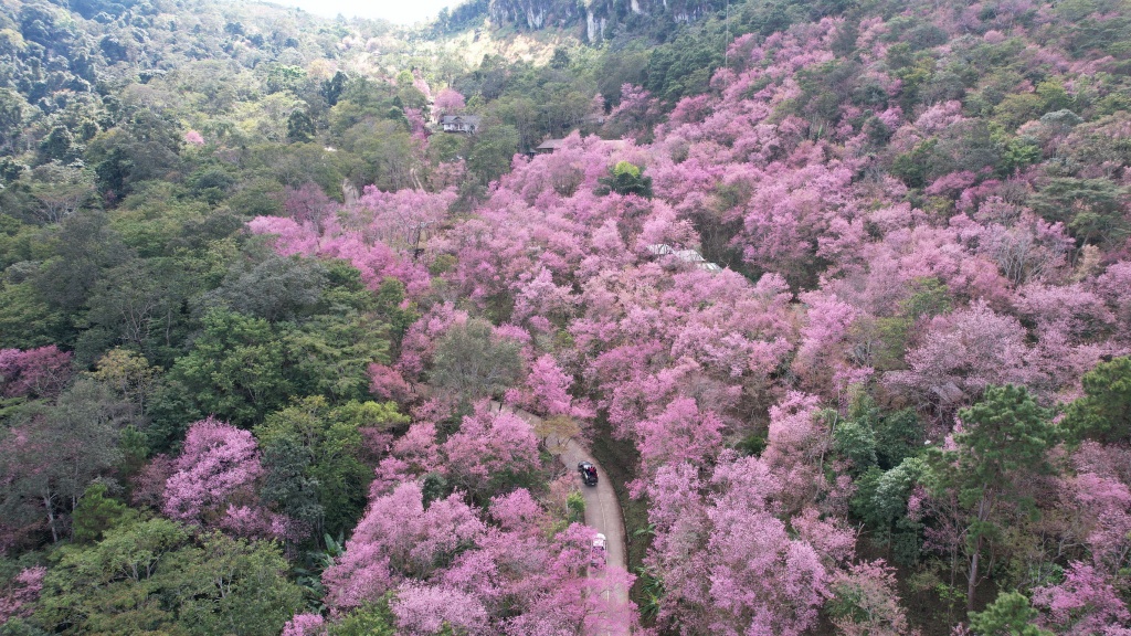 ดอกซากุระเมืองไทยบานสะพรั่ง รอรับนักท่องเที่ยว