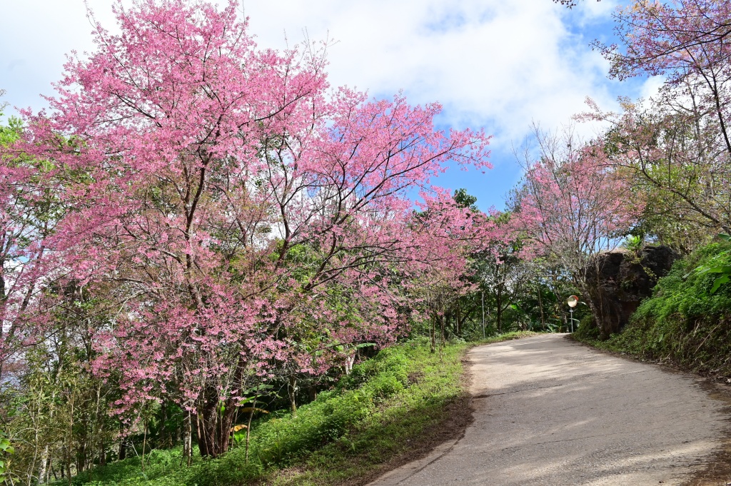 ดอกซากุระเมืองไทยบานสะพรั่ง รอรับนักท่องเที่ยว