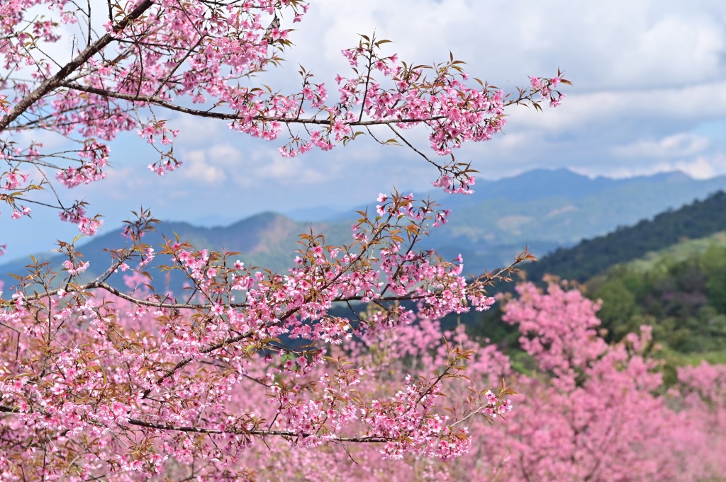 ดอกซากุระเมืองไทยบานสะพรั่ง รอรับนักท่องเที่ยว