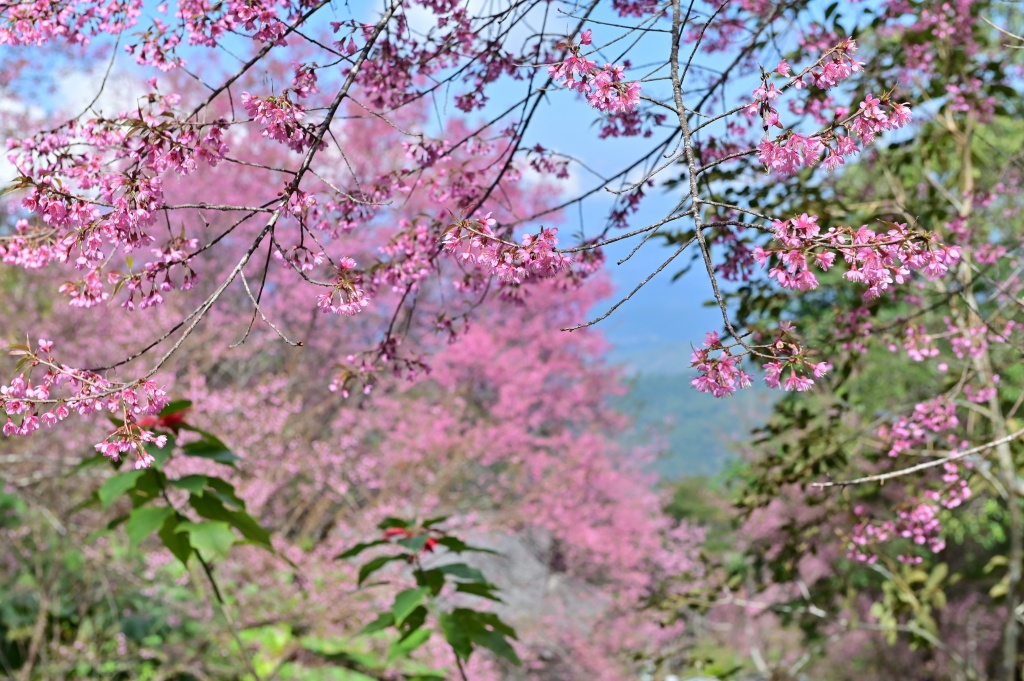 ดอกซากุระเมืองไทยบานสะพรั่ง รอรับนักท่องเที่ยว