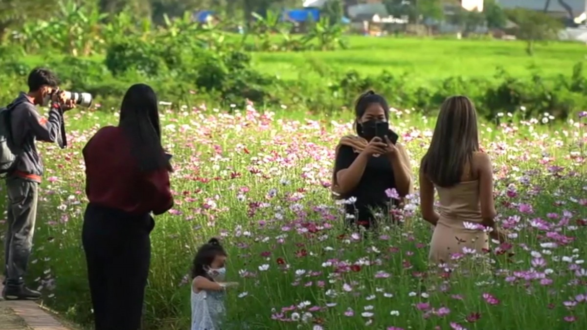 ทุ่งดอก 'คอสมอส' บานสะพรั่งสวยงาม ต้อนรับเดือนแห่งความรักชมคลิป