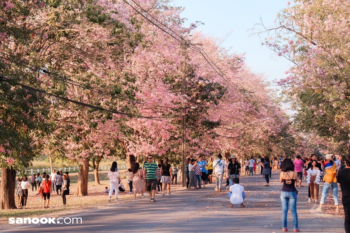 ดอกชมพูพันธุ์ทิพย์ มหาวิทยาลัยเกษตรศาสตร์ กำแพงแสน ปี 2567