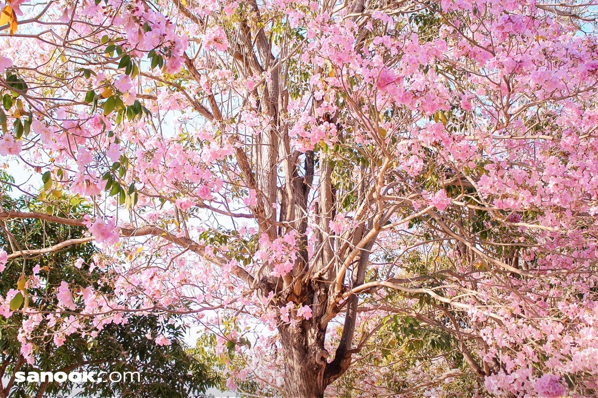 ดอกชมพูพันธุ์ทิพย์ มหาวิทยาลัยเกษตรศาสตร์ กำแพงแสน ปี 2567