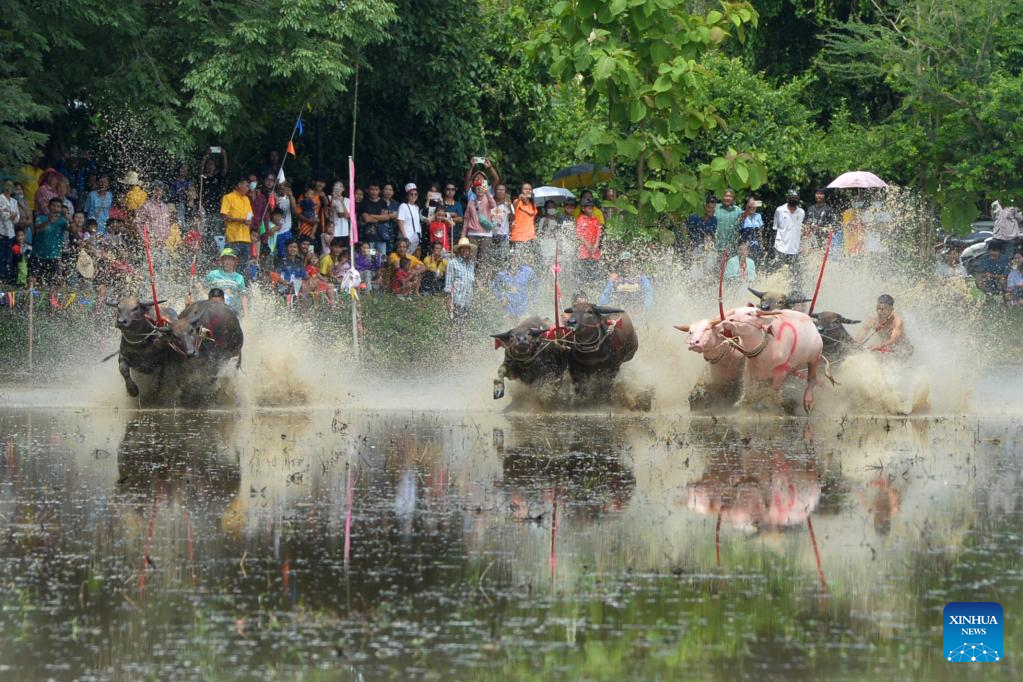 ทรงพลัง! แข่งขันวิ่งควาย 2567 ประเพณีท้องถิ่นสุดมันส์เมืองชลบุรี