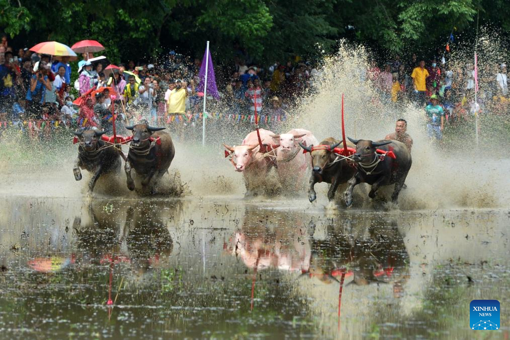 ทรงพลัง! แข่งขันวิ่งควาย 2567 ประเพณีท้องถิ่นสุดมันส์เมืองชลบุรี